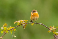 Nature & Wildlife